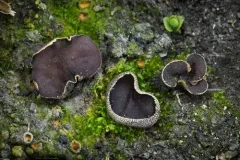 Daleomyces petersii thumbnail 3