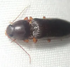 Prosternine Click Beetle thumbnail 3