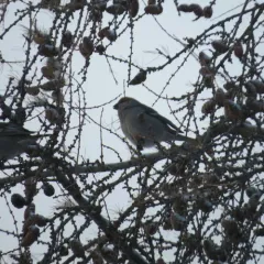Pine Grosbeak thumbnail 4