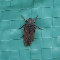 Striped Leafhopper thumbnail 4