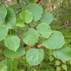 Small-leaved Lime thumbnail 4