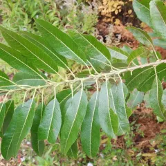 Prairie Willow thumbnail 3
