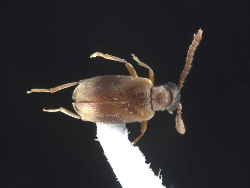 Aderus populneus