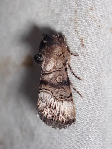 Saunders' Sallow