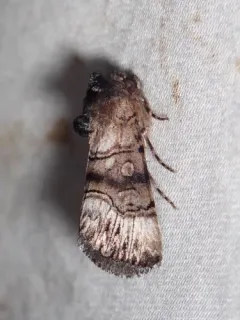 Saunders' Sallow thumbnail 1