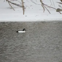 Common Goldeneye thumbnail 3