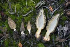 Morchella sextelata thumbnail 1