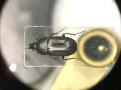 Oodes fluvialis thumbnail 1
