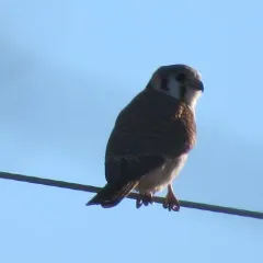 American Kestrel thumbnail 2