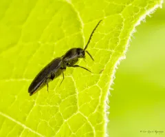 Microrhagus subsinuatus thumbnail 3