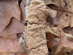 Cinnamon Porecrust thumbnail 2