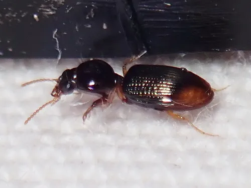 Lesser Tail-light Carabid