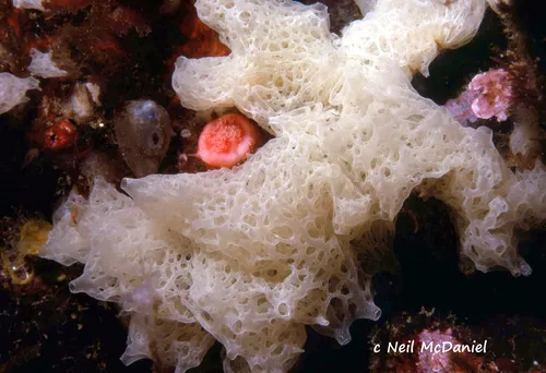 White Lace Calcareous Sponge