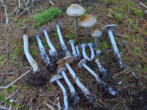 Cortinarius nettieae