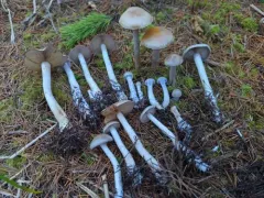 Cortinarius nettieae thumbnail 1