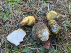 Rhizopogon occidentalis thumbnail 2