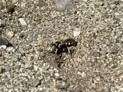 Philanthus pacificus thumbnail 1