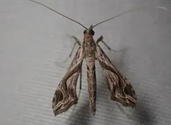 Eggplant Leafroller Moth thumbnail 3