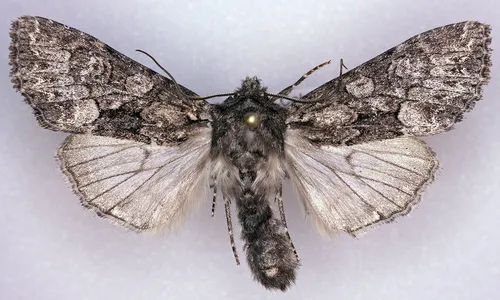 Mniotype pallescens