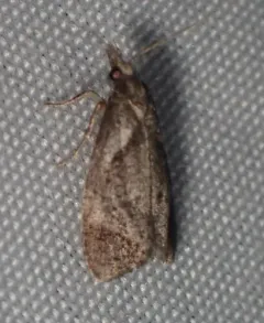 Phtheochroa riscana thumbnail 3