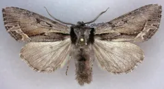 Hyppa brunneicrista thumbnail 1