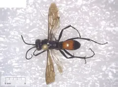 Arachnospila fumipennis thumbnail 2