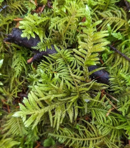 Trachybryum Moss