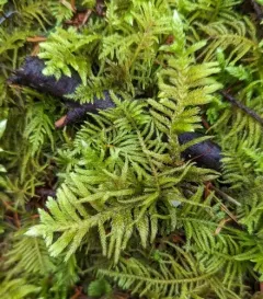 Trachybryum Moss thumbnail 1