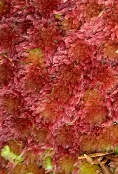 Lustrous Bog-moss thumbnail 3