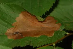 Cameraria lentella thumbnail 3