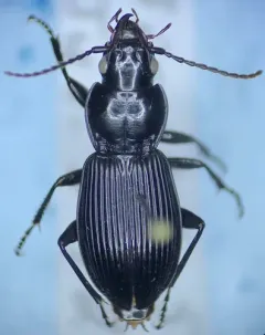 Pterostichus coracinus thumbnail 2