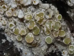 Lecanora pacifica thumbnail 2