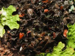 Nephroma tropicum thumbnail 3