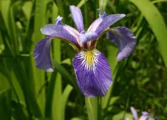 northern blue flag thumbnail 4