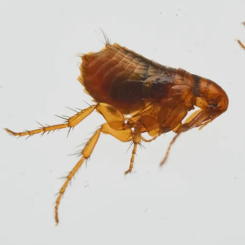 Grey Squirrel Flea