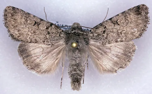 Sympistis glennyi
