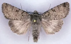 Sympistis glennyi thumbnail 1