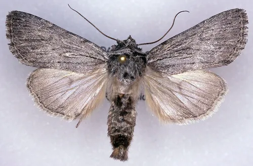 Sympistis amun