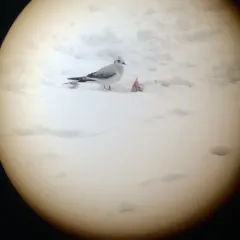 Ross's Gull thumbnail 1
