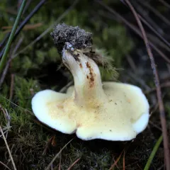 Short-stalked Suillus thumbnail 3