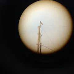 Gyrfalcon thumbnail 2