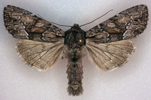 Apamea centralis