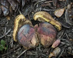 Caloboletus frustosus thumbnail 1