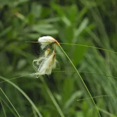 rough cottongrass thumbnail 2