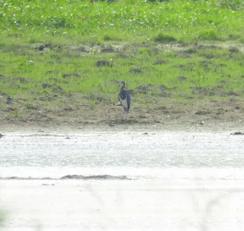 Tricolored Heron