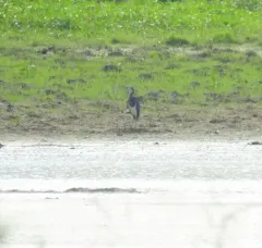 Tricolored Heron thumbnail 1