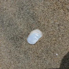 Common Pandora Clam thumbnail 3