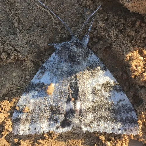 White Underwing
