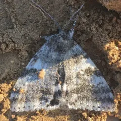 White Underwing thumbnail 1