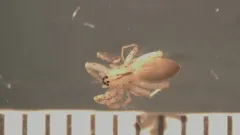 Arachosia cubana thumbnail 3